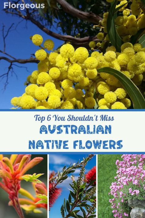 Immerse yourself in the captivating world of Australian native flowers! Uncover the top 6 blooms that showcase the unique beauty of Australia's flora. From the iconic Kangaroo Paw to the vibrant Waratah, explore the diversity of colors and forms these natives offer. Our guide provides valuable insights into growing and caring for these indigenous treasures. Elevate your floral journey with the splendor of Australian native flowers. Flora Vector, Waratah Flower, Flowers Australia, Australian Trees, Australian Native Garden, Australian Flowers, Australian Native Flowers, Native Flowers, Native Australians