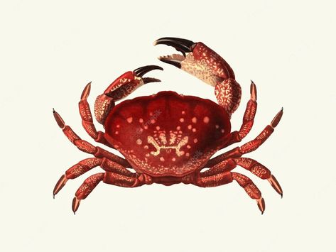 Crab Claw Drawing, Crab Illustration Design, Crab Images, Crab Photography, Crab Photo, Crab Drawing, Crab Illustration, Crab Art, Tattoo Practice