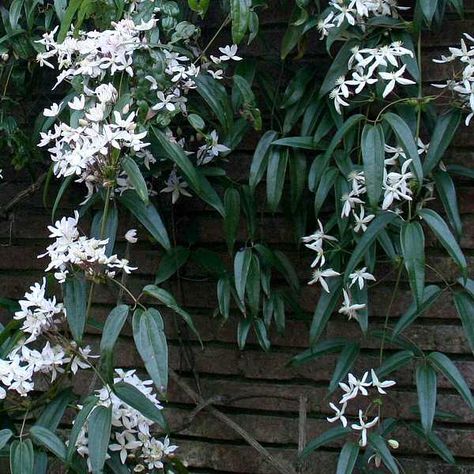 Clematis armandii Evergreen Clematis, Clematis Armandii, Courtyard Plants, White Clematis, Clematis Plants, Evergreen Vines, Clematis Vine, Perennial Flowers, Plant Images