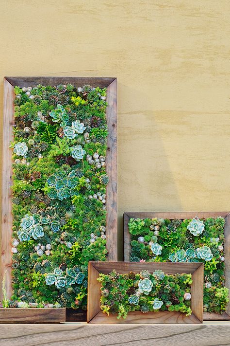 Succulent Garden Outdoor, Succulent Outdoor, Wall Planters Outdoor, Succulent Wall Garden, Succulent Planting, Succulent Wall Planter, Succulent Frame, Vertical Succulent Gardens, Vertical Garden Design