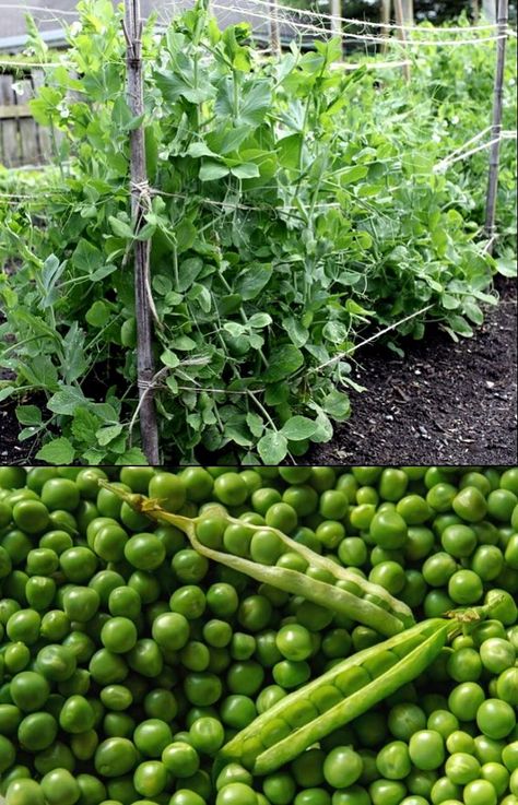 Planting and Growing Guide for Peas Pisum sativum). Learn How to grow Peas in your home garden or in pots - full growing guide with hints and tips. Canning Peas, How To Grow Peas, Grow Peas, Pea Plants, Pea Trellis, Pea Gravel Patio, Pea Salad Recipes, Growing Peas, Pea Plant