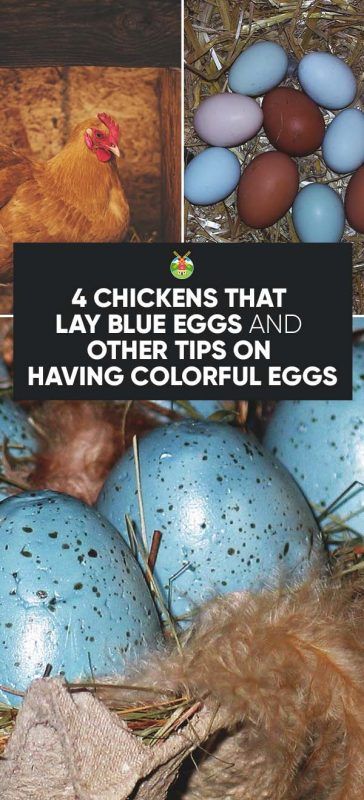 Breeds Of Chickens, Chickens Backyard Breeds, Best Egg Laying Chickens, Egg Laying Chickens, Colored Eggs, Raising Backyard Chickens, Keeping Chickens, Blue Eggs, Building A Chicken Coop