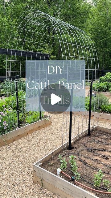 Joanna Brown 🌸 Your new gardening friend! on Instagram: "Add vertical growing space to your garden with a trellis. Here we use cattle panels to create a simple and inexpensive arch trellis in our raised bed garden. 

Materials needed: cattle panels, t-posts, zip ties
1️⃣: Pound t-posts into the ground
2️⃣: Shape the panel into an arch and set inside of t-posts. The tension from the bend will keep the panel in place. 
3️⃣: Secure by using zip ties wrapped around both the t-post and cattle panel wire. 
4️⃣: Plant climbing vegetables and watch them grow! Cucumbers, Beans, Indeterminate Tomatoes, Melons, and Vining Squash are all great options. 🥒🍅🫛

#DIYGardenTrellis #Growvertically #gardenhack #seedlinghack #planthack #GardenWithJoanna #GardeningJourney #Zone7aGardening #DIYGardening #zon Vegetable Beds Ideas, Garden Trellis For Squash, Garden Wire Trellis, Gardens With Arches, Veggie Garden Backyard, Raised Garden Beds With Cattle Panels, Garden With Cattle Panels, Garden Bed Trellis Ideas, Wire Garden Trellis