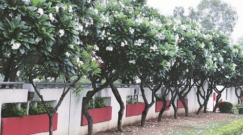 Plumeria, Frangipani, Earthy Luxury, Tree Transplanting, Plumeria Tree, White Yellow Flowers, Plumeria Flowers, My Memories, Dream World, The Spell, Pink And White Flowers