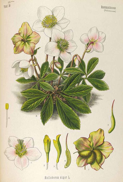 Helleborus niger L. Christmas rose Köhler, F.E., Medizinal Pflanzen, vol. 4: t. 38 (1890) - FREE PRINTABLE LARGE SIZE Fruit Paintings, Botanisk Illustration, Lenten Rose, Rose Illustration, Illustration Botanique, Christmas Rose, Vintage Botanical Prints, Scientific Illustration, Plant Illustration