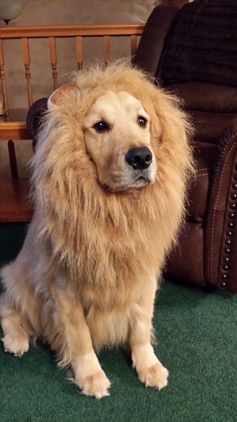 Cosmos Golden Retriever Lion costume Golden Retriever Halloween Costume Funny, Halloween Costume With Golden Retriever, Golden Retriever Costume Ideas, Golden Retriever Dressed Up, Dog Costumes Golden Retriever, Golden Retriever Puppy Halloween Costume, Dog Halloween Costumes Golden Retriever, Halloween Costumes For Golden Retrievers, Golden Retriever Lion Costume