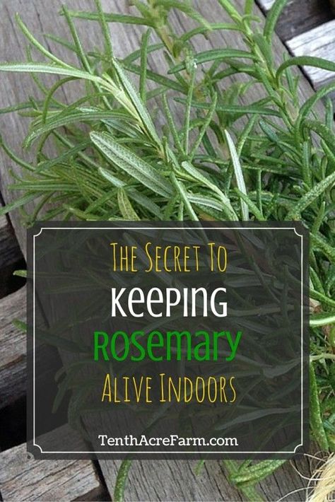 The Secret to Keeping Rosemary Alive Indoors: Keeping a rosemary plant alive indoors is a little tricky. Follow these tips to keep your potted rosemary alive inside. Potted Rosemary, Growing Rosemary Indoors, Growing Rosemary, Rosemary Plant, Indoor Herb Garden, Herbs Indoors, Growing Herbs, Flowers Garden, Planting Herbs