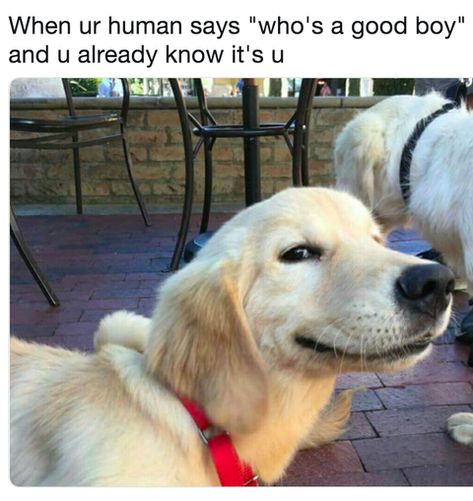 When your human says "Who's a good boy?" and you already know it's you! Good Morning Dog, Puzzle English, Cute Dog Memes, Dog Meme, Dog Jokes, Funny Dog Memes, Funny Dog Pictures, Memes Humor, Funny Dog Videos