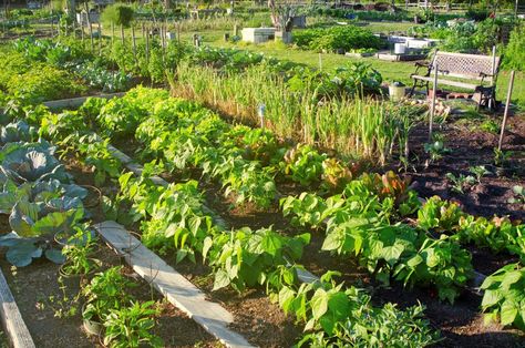 7 Community Gardening Tips to Create a Thriving Plot Building Connections, Garden Plot, Edible Gardening, Garden Plots, Gardening Trends, Community Garden, Grow Plants, Community Gardening, Edible Garden