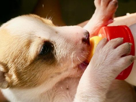 The first homemade puppy formula milk recipe requires evaporated milk, water, light corn syrup, and full-fat yogurt. Make sure to avoid using vanilla yogurt ... Feeding Puppy, Puppy Formula, Normal Body Temperature, Dog Diet, Best Dog Food, Puppy Food, Older Dogs, Pet Sitting, Pet Sitters