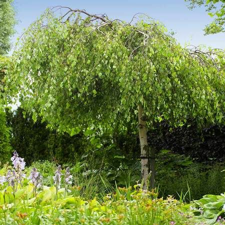 Betula Pendula Youngii, Weeping Birch, Betula Pendula, Fast Growing Trees, How To Attract Birds, Birch Trees, Traditional Landscape, Future Wife, Birch Tree