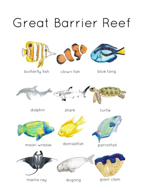 A set of hand-illustrated watercolor wildlife flashcards each card features a beautiful illustration of a species from the great barrier reef and their name. There are 12 cards in total. This pack also comes with a free ID poster featuring all the animals from the flashcardsTo create a tactile finished item I highly recommend printing onto high-quality paper, I like to use watercolor paper as the texture is beautiful to handle. Great Barrier Reef Craft, Shark Information, Oceanography Marine Biology, Cool Sea Creatures, Marine Poster, Watercolor Wildlife, Ocean Stuff, Shark Facts, Sea Creatures Art