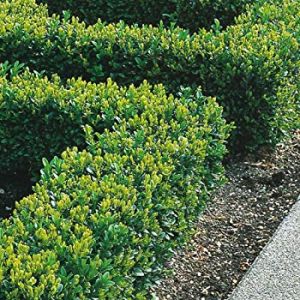 Plant Nursery Melbourne - Hello Hello Plants and Garden Supplies Indoor Cactus Plants, Buxus Sempervirens, Box Hedging, Evergreen Hedge, Hedging Plants, Evergreen Garden, Orange Plant, Garden Shrubs, Evergreen Plants