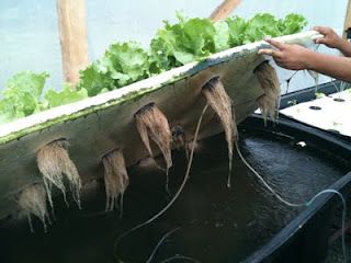 raft roots Aquaponics Kit, Floating Raft, Aquaponics Greenhouse, Backyard Aquaponics, Diy Fish Tank, Aquaponics Fish, Aquaponics Diy, Film Technique, Hydroponic Farming