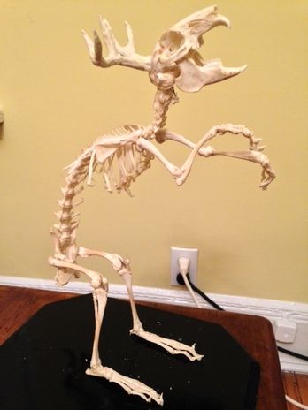 Jackalope Skeleton Class - PMS: PHOTOGRAPHY MUSIC, SCIENCE IN STOP MOTION Jackalope Skeleton, Rabbit Skeleton, Music Science, Wire Armature, Photography Music, My Teacher, Vacation Photos, Paper Clay, Music Photography