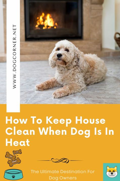 When a female dog is in the heat, there will be a mess all around the house. You still can keep it clean. How to keep the house clean when a dog is in heat? There are a few things you will need to know. Below, we are going to explain all the things you will need to do. Without further ado, let us begin. Keep House Clean, Female Dog In Heat, Dog In Heat, Dog Spaces, Dog Cleaning, Giant Dogs, Dog Rooms, Dog Tattoo