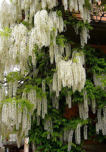 White wisteria Flower Waterfall, Wisteria Garden, Wisteria Flowers, Wisteria Tree, White Wisteria, Moon Garden, White Garden, White Gardens, Gorgeous Gardens