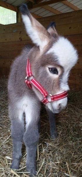 15 Pictures Of Tiny Donkeys That Are Too Fricken Cute For This World - I Can Has Cheezburger? Baby Donkeys, Pregnant Animals, Fuzzy Animals, Baby Donkey, Mini Donkey, Cute Donkey, Cele Mai Drăguțe Animale, Animal Babies, Mini Farm