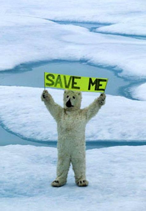 (2) Tumblr What Is Climate, Save The Polar Bears, Polo Nord, Save The Arctic, Save Planet Earth, Save Our Earth, Protest Signs, Environmental Issues, Save Earth