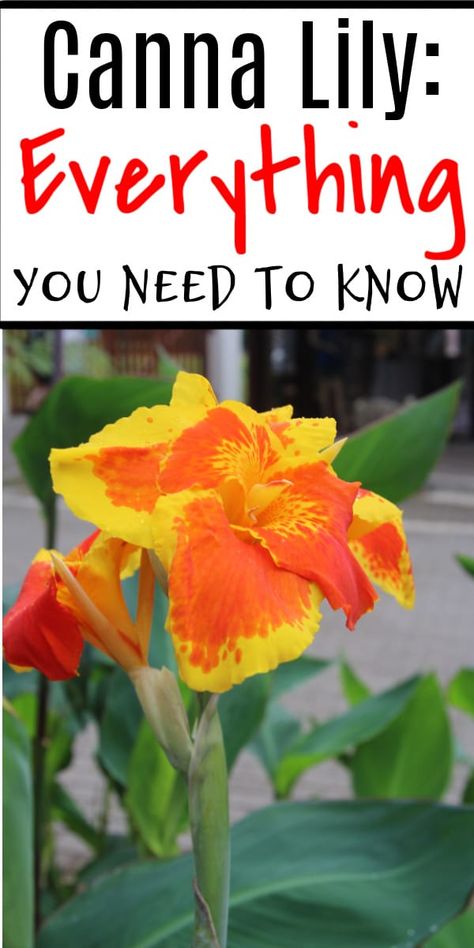 Canna Lilies Landscaping, Cana Lilly Planters, How To Grow Canna Lillies From Seeds, Canna Lilly Planter Ideas, Canna Lilly In Pots, Cana Lily In Pots, Canna Lily Container, Canna Lily Container Pots, Fenceline Landscaping