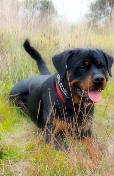 2 year old German Rottweiler with tail Rottweiler With Tail, Rottweiler Pictures, Rottweiler Breeders, German Rottweiler, Rottweiler Breed, Rottweiler Love, Rottweiler Lovers, Rottweiler Puppies, Aggressive Dog