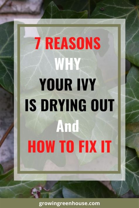 why is english ivy drying out and how to fix it English Ivy Houseplant, Pia Tree Ivy Care, How To Care For English Ivy Indoors, English Ivy Outdoor Pots, How To Grow English Ivy Indoors, English Ivy Care Indoors, Repotting English Ivy, Propagating English Ivy, Ivy Plant Decor