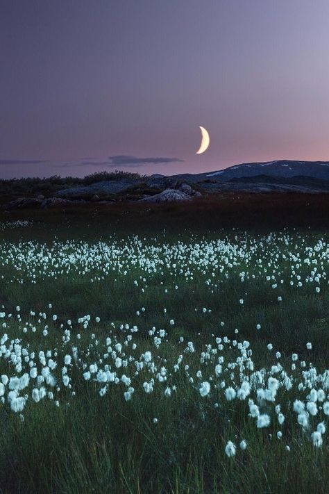 Emma Aesthetic, Being Present In The Moment, Present In The Moment, Beauty Of The World, Being Present, Night Moon, Night Flowers, Night Landscape, Good Night Moon