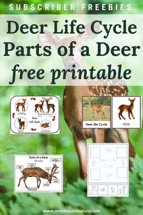 Deer Life Cycle and Parts of a Deer - Free Printable - Montessori Nature Deer Unit Study, Deer Preschool Activities, Deer Printable, Nature Printables, Cycle For Kids, Conservation Activities, Backyard Animals, Summer Homeschool, Montessori Printables