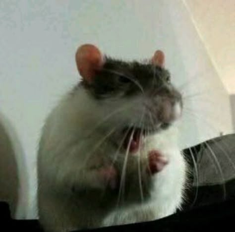 ❝He was now face to face with you. Only a few inches away. His eyes w… #fanfiction #Fanfiction #amreading #books #wattpad Funny Rats, A Rat, Cute Rats, Pet Rats, Silly Animals, Cute Memes, Cute Creatures, Super Ideas, Funny Animal Pictures