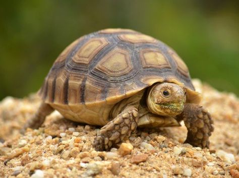 Turtle Facts, Turtle Names, Land Turtles, Tortoise Enclosure, Cute Tortoise, Russian Tortoise, Sulcata Tortoise, Tattoo Nature, Rabbit Cages