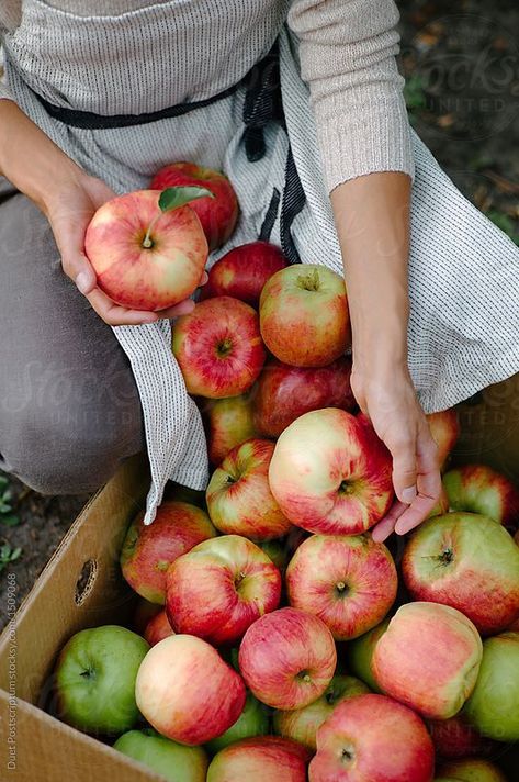 Harvesting Aesthetic, Apple Fruit Aesthetic, Apple Aesthetic Fruit, Apples Aesthetic, Apple Garden, Apple Aesthetic, Apple Photography, Picking Apples, Apple Farm