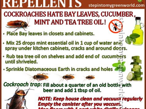 Cockroach Repellent, Handy Gadgets, Mint Essential Oil, Diy Pest Control, Natural Pest Control, Bug Repellent, Insect Control, Insect Repellent, Back To Nature