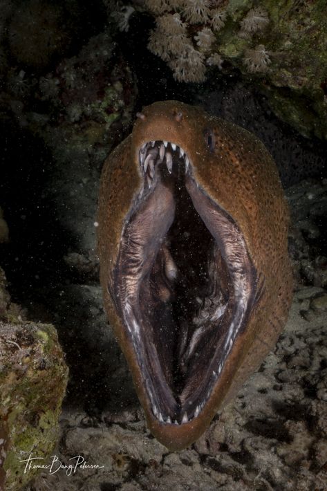 https://flic.kr/p/2ian6ec | Giant moray eel Giant Moray Eel, Deep Sea Eel, Eel Aesthetic, Weird Sea Creatures, Deep Sea Fish, Creepy Animals, Microscopic Photography, Moray Eel, Giant Fish