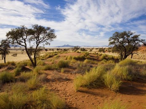 Savannah Biome, Savannah Background, African Savannah Landscape, Savannah Africa, Africa Savannah, Savannah Desert, Savanna Biome, Savannah Landscape, African Nature