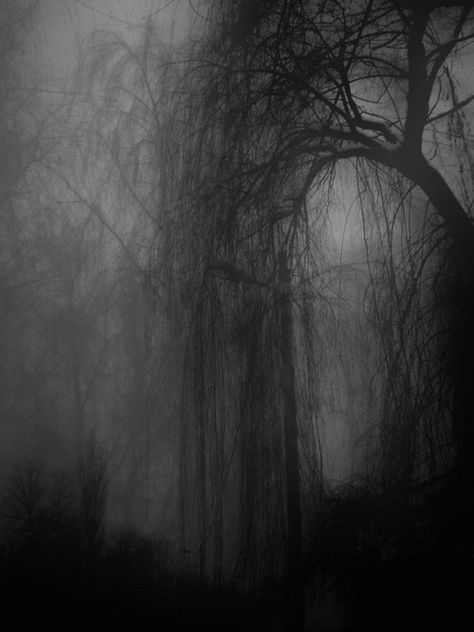 GOETHE: The Erl King - ..."My father, my father, O can you not trace  The Elf-King's daughters in that gloomy place?"  "My son, my son, I see it clear  How grey the ancient willows appear." Darkness Falls, Creepy Pictures, Black And White Photograph, Weeping Willow, Arte Obscura, Foto Art, The Fog, Willow Tree, Dark Places