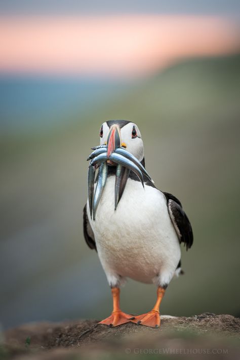 Puffin with Sand Eels ~~ Skomer Island, Pembrokeshire, Wales. (by Old-Man-George) Animal Wallpaper Aesthetic, Birds Feathers, Atlantic Puffin, Puffins Bird, Animals Tattoo, Tattoo Nature, Tattoo Animal, Bird Watcher, Bird Wallpaper