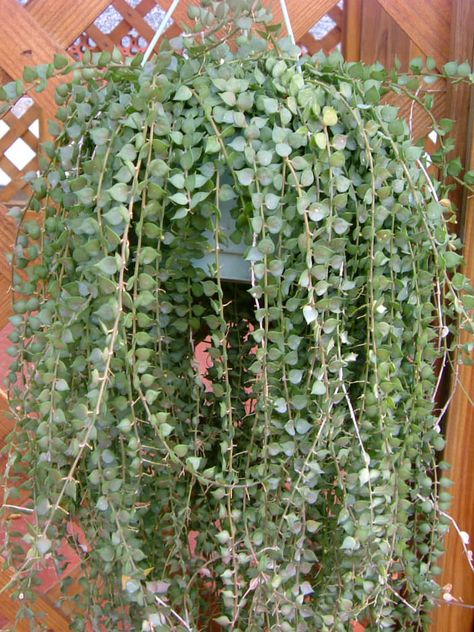 Dischidia ruscifolia – Million Hearts- See more at… Million Hearts Plant, Dischidia Hirsuta, Dischidia Plant, Dischidia Ovata, Dischidia Ruscifolia, Cactus House Plants, Indoor Trees, Plants For Hanging Baskets, Trailing Plants