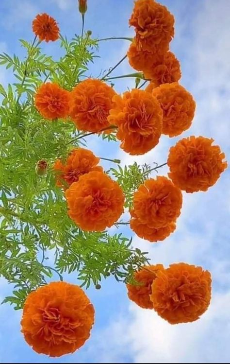 Learn how to grow and care for Marigold fast growing flowers. Perfect for kids and beginner gardeners and plant parents. Indian Flowers Plants, Marigold Flower Aesthetic, Indian Plants, Happy Monday Good Morning, Flowers To Paint, Garden Core, Fast Growing Flowers, Monday Good Morning, Marigold Seeds