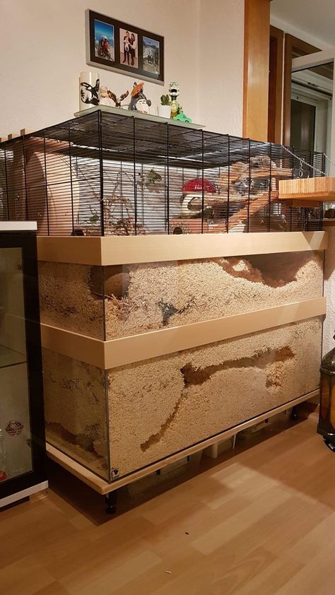 Gerbilarium Ideas, Ideas Para Hamster, Hamster House Ideas, Gerbil Cage Ideas, Hamster Enclosure Ideas, Gerbil Habitat, Hamster Cage Ideas, Kandang Hamster, Gerbil Cages