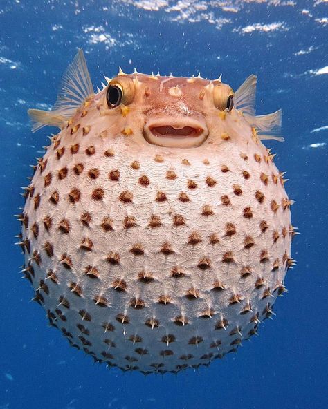 Cute Puffer Fish, Mrs Puff, Jellyfish Art, Underwater Animals, Puffer Fish, Beautiful Sea Creatures, Water Animals, Angler Fish, Fish Drawings