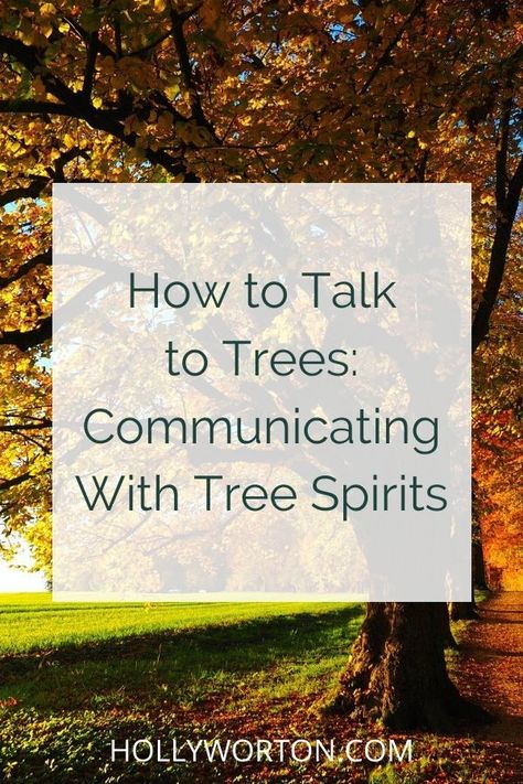 How To Talk To Trees, Talking To Trees, How To Talk To Spirits, How To Communicate With Spirits, Tree Communication, Tree Spirit Art, Land Spirits, Talk To Trees, Tree Energy