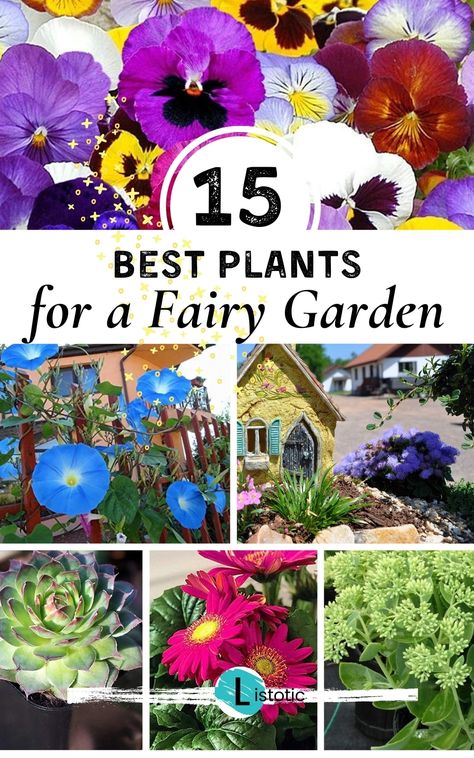 A helpful list of the best flowers and plants for your fairy garden. Get garden ideas to make your gnome garden look adorable or your enchanted fairy garden be magical. See all the best fairy garden ideas for what to plant in your miniature garden scape. Enchanted Fairy Garden, Small Flowering Plants, Garden Ideas To Make, Fairy Garden Flowers, Fairy Garden Containers, Fairy Garden Pots, Fairy Garden Plants, Plant Tips, Vegetable Garden Tips