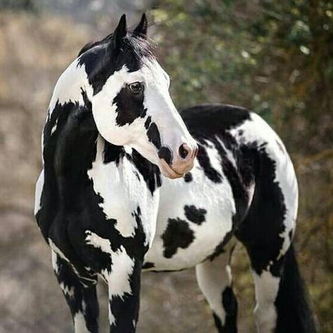 Paint Horse ❤️ Overo Paint Horses, Wallpaper Horses, Cheval Pie, Horses Wallpaper, Spotted Horse, حصان عربي, Pinto Horses, Horse Markings, Rare Horses