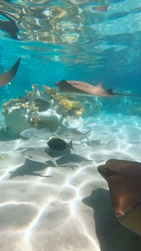 Come with us to Discovery Cove in Orlando, Florida. #thingstodoinorlando #thingstodoinflorida #discoverycove #orlando #orlandoflorida #waterpark #experience | Roamsick Keywest Florida Aesthetic, Orlando Florida Aesthetic Outfits, Living In Florida Aesthetic, Orlando Florida Beaches, Orlando Florida Aesthetic, Orlando Aesthetic, Snorkeling Pictures, Discovery Cove Orlando, Hollywood Beach Florida