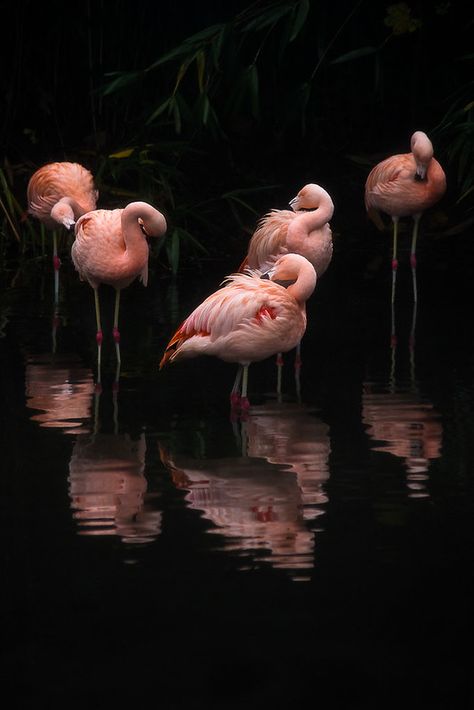 Flamingo Pictures, Flamingo Wallpaper, Flamingo Art, Pink Bird, Foto Art, Pretty Birds, Animal Planet, Pink Flamingos, Belle Photo