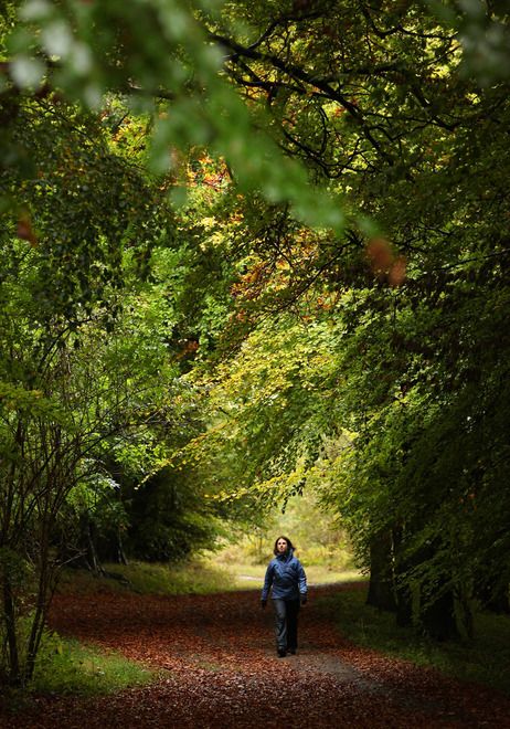 NPR piece - "Noticing" as you walk in the woods.  A woman walks along a path lined with deciduous trees in Wendover Woods on October 11, 2009 in Buckinghamshire, England. Adam Frank, Buckinghamshire England, A Walk In The Woods, Forest Path, Deciduous Trees, Walk In The Woods, Take A Walk, Walking In Nature, Outdoor Fun