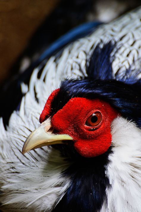 ♥ ~ ♥ Pheasant ♥ ~ ♥  Silver Pheasant Silver Pheasant, Wild Chicken, World Birds, Guinea Fowl, Gallery Wallpaper, Game Birds, Exotic Birds, Colorful Birds, Chickens Backyard