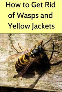 Yellow Jacket Deterrent, Getting Rid Of Yellow Jackets, Wasp Sting Remedy, Yellow Jacket Bee, Yellow Jacket Trap, Wasp Sting, Getting Rid Of Bees, Bug Deterrent, Wasp Repellent