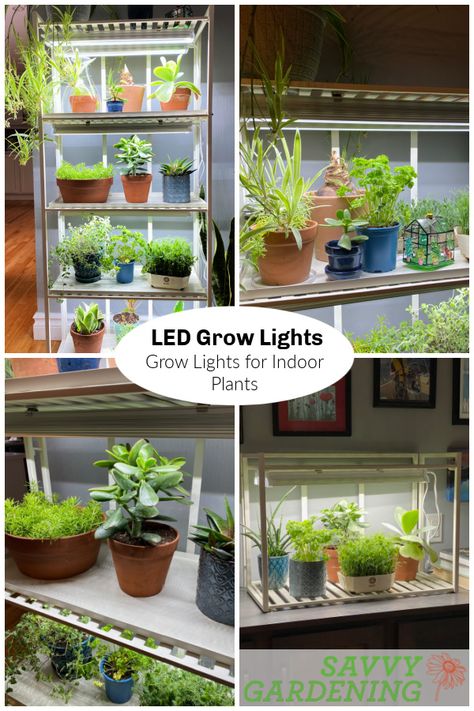 LED Grow Lights: The Best System for Indoor Plants Grow Light Stand, Indoor Plant Display, Growing Seedlings, Tall Indoor Plants, Types Of Houseplants, Indoor Grow Lights, Best Grow Lights, Best Led Grow Lights, Grow Lamps