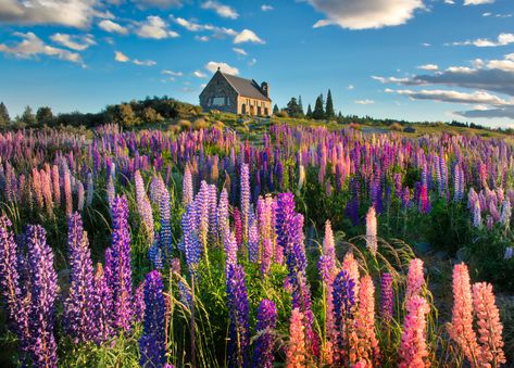 bed of flowers near brown concrete house, lupins, lupins #Lupins #Spring #bed #flowers #brown #concrete #house New Zealand #com lake tekapo #Canterbury South Island Mount Cook Lake Pukaki National Park Park  Church Good Shepard #Religion #Historical #Sky #Cloud Building  Stone #Chimney #Lake #Water #Grass #Tussock #Moon #Twilight #Sunset Day  Night #Outdoor #Outside #Horizontal #Colour #Color #RR #Daily #Photo #Pink Purple  Blue Blue  Marble #5K #wallpaper #hdwallpaper #desktop New Zealand Lakes, Horizontal Wallpaper, Lupine Flowers, Clouds Photography, Spring Wallpaper, Backgrounds Wallpapers, Photography Workshops, Flower Field, Belle Photo